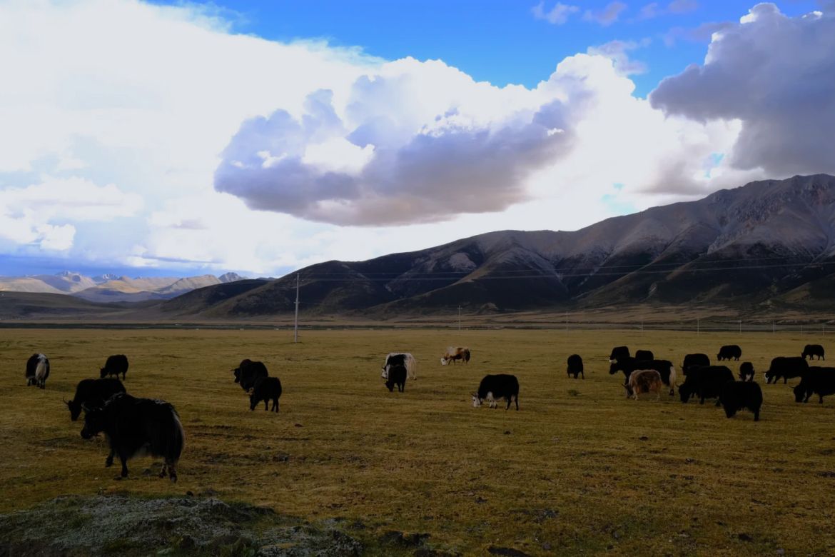 bangda grassland tibet06 티벳여행 전문 현지여행사